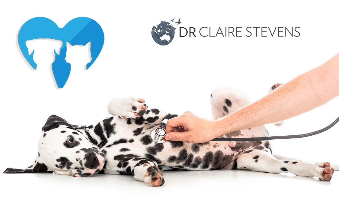 10 Home Remedies for a Healthy Pooch by Dr Claire Stevens